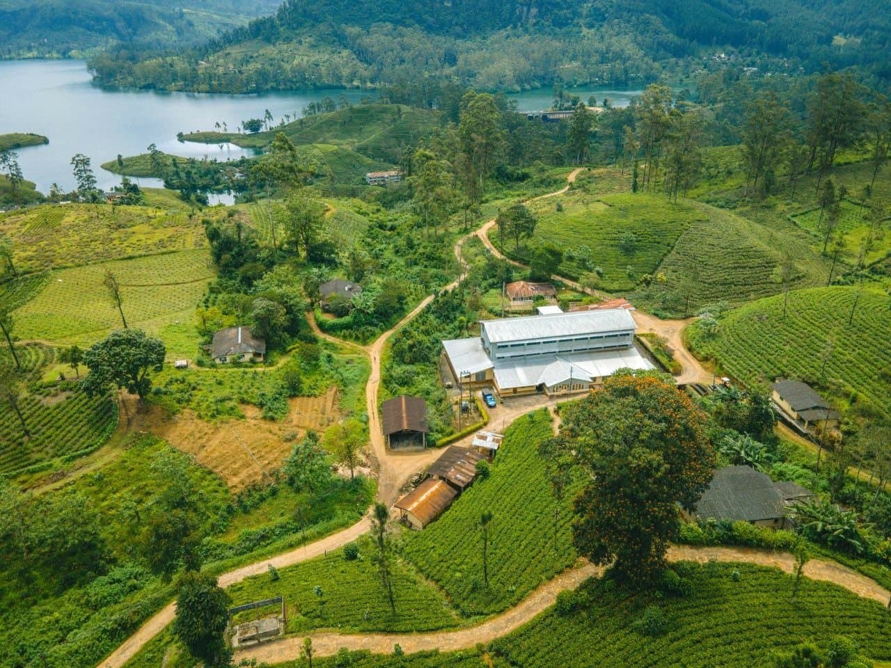 265 Acers Tea Estate In Nuwaraeliya